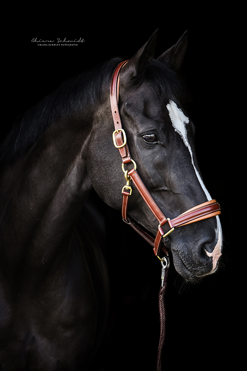 Portrait eines Pferdes