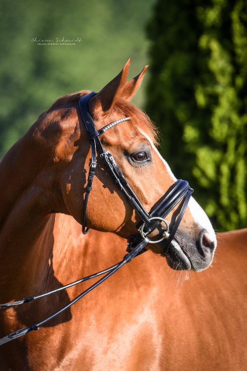 Portrait eines Pferdes