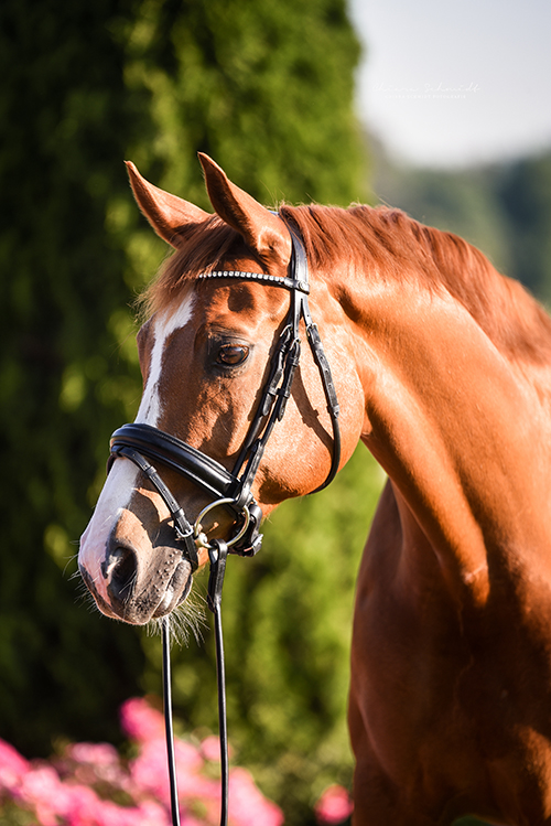 Portrait eines Pferdes