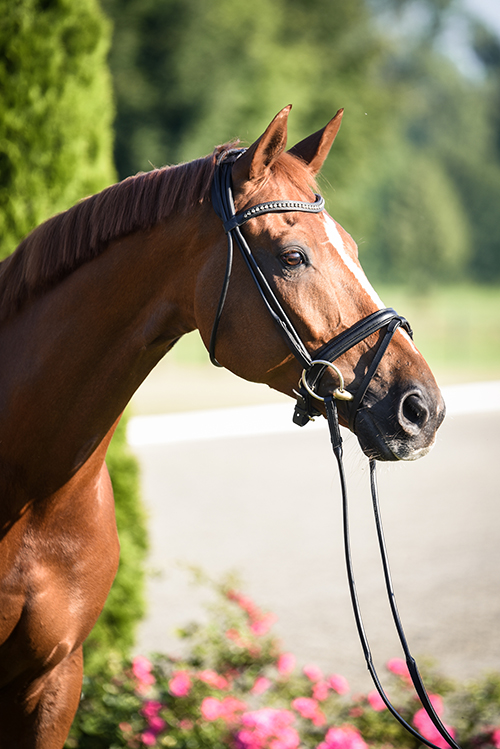 Portrait eines Pferdes