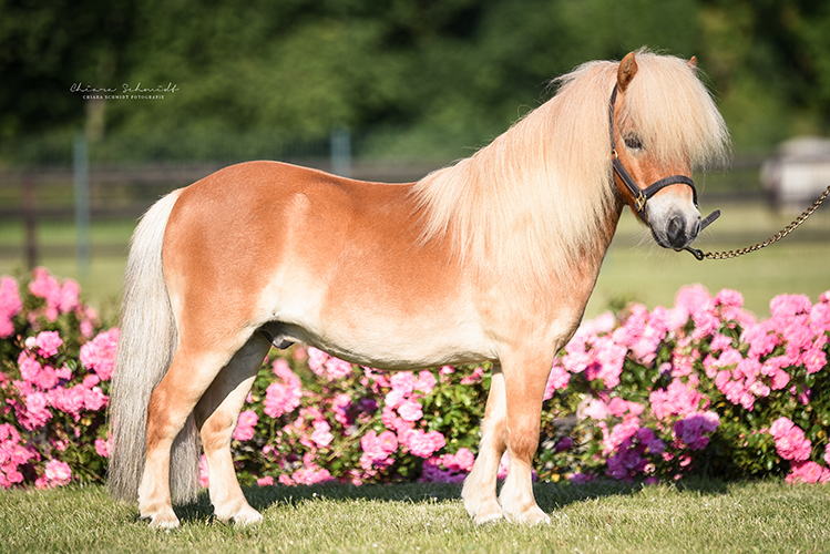 Pony im Seitenprofil