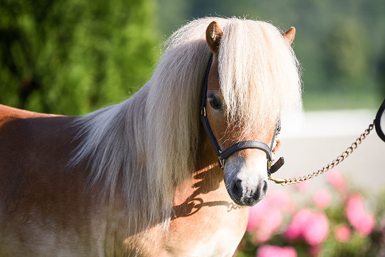 Portrait eines Ponies