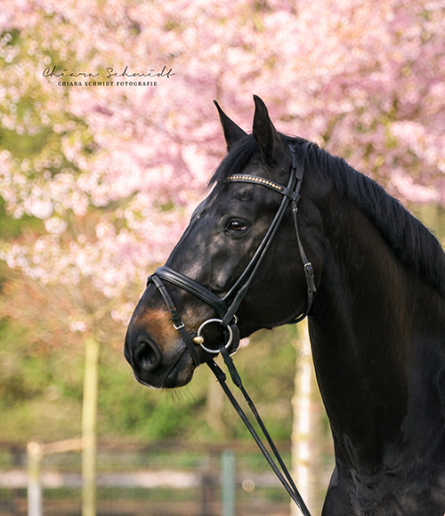 Portrait eines Pferdes