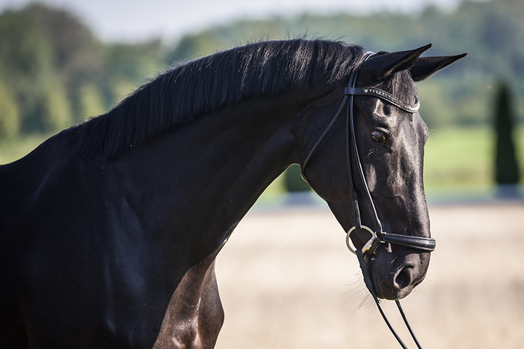 Pferd im Seitenprofil
