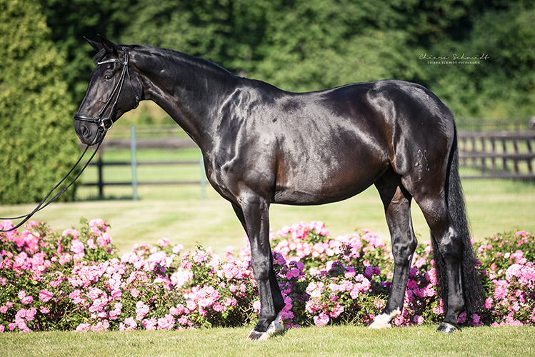 Pferd im Seitenprofil