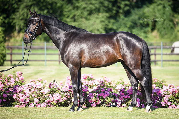 Seitenaufnahme eines Pferdes