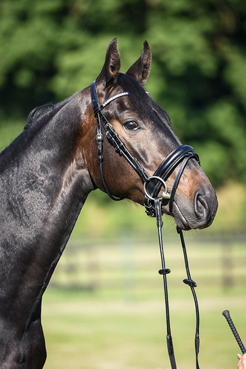 Portrait eines Pferdes