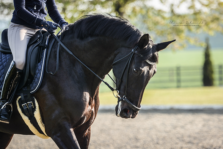 Detailaufnahme eines Pferdekopfes