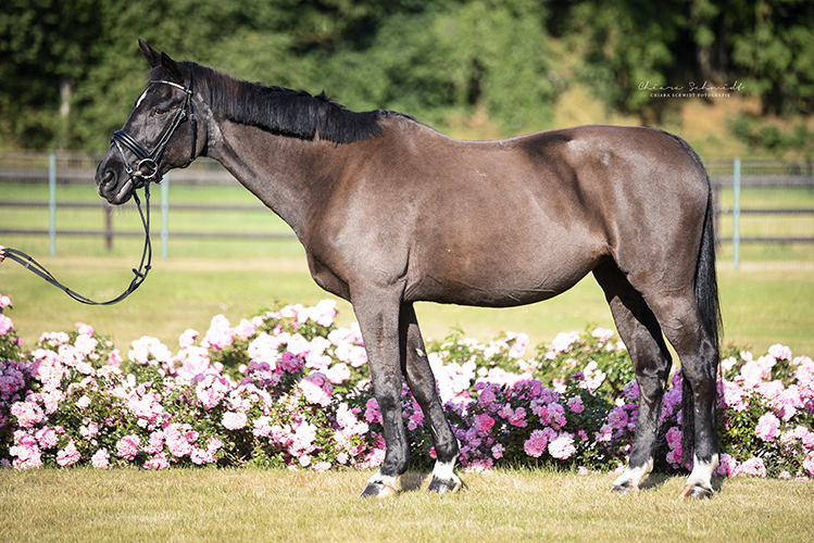 Seitenaufnahme eines Pferdes