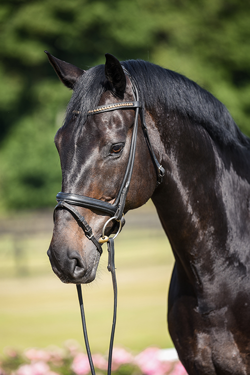 Portrait eines Pferdes