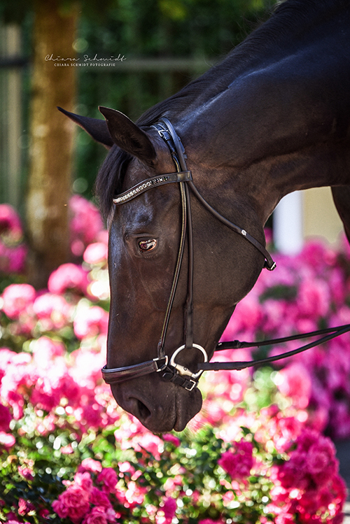 Portrait eines Pferdes