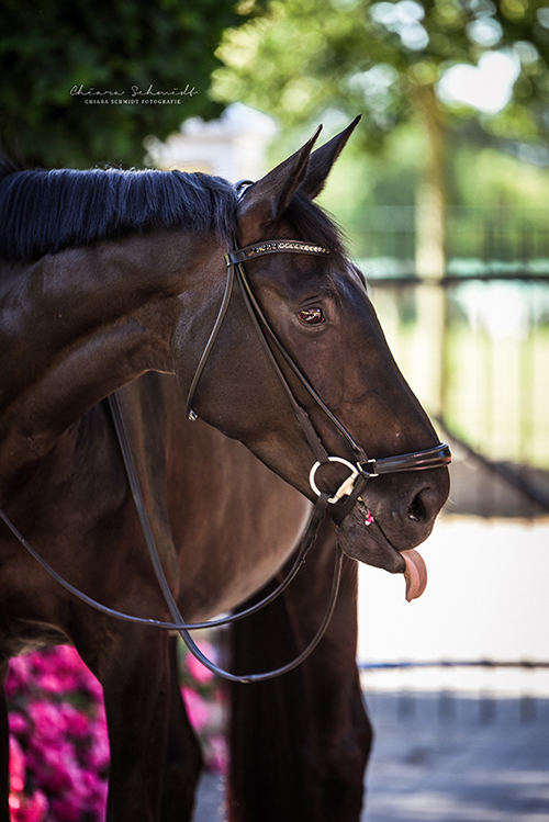 Portrait eines Pferdes