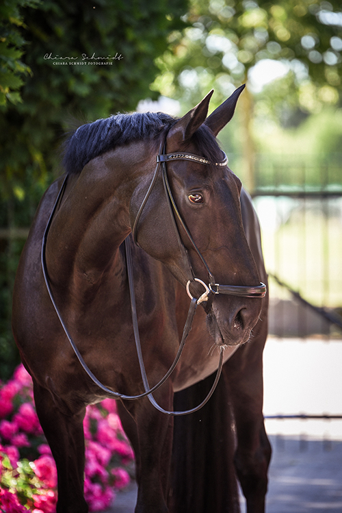 Portrait eines Pferdes