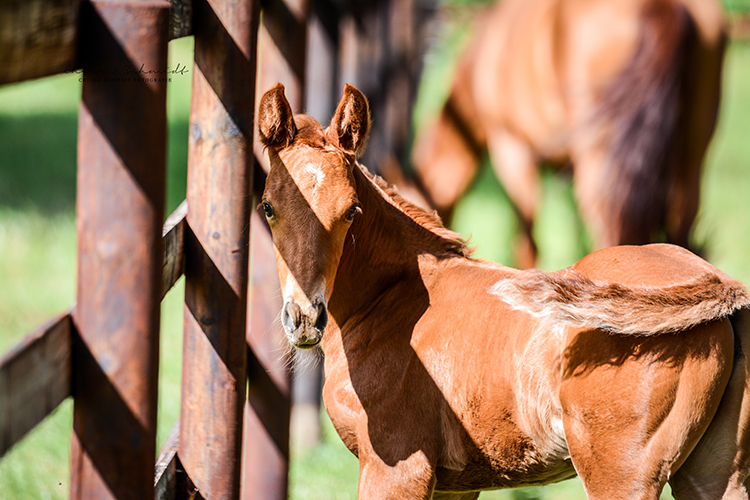 Fohlen steht auf einer Koppel und blickt in die Kamera