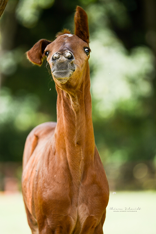 Portrait eines sich schüttelnden Fohlens