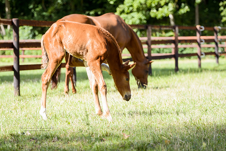 Fohlen kratzt sich hinter dem Ohr