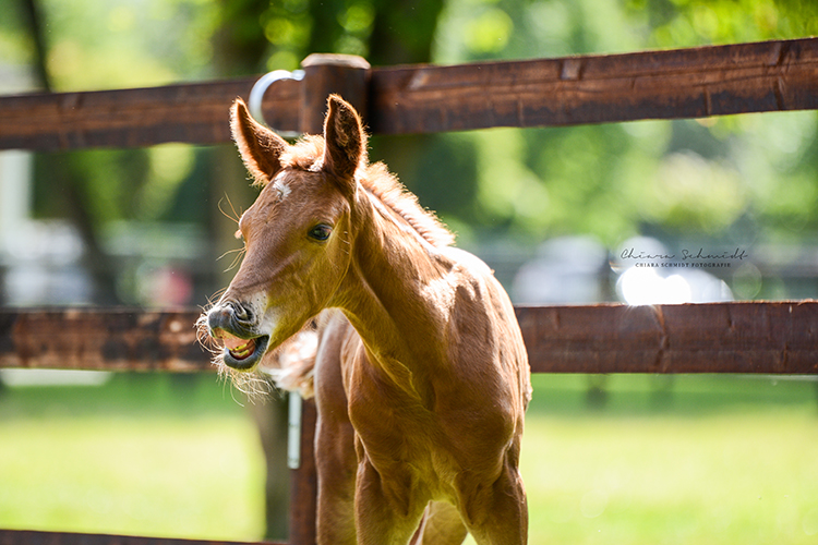 Fohlen auf der Koppel