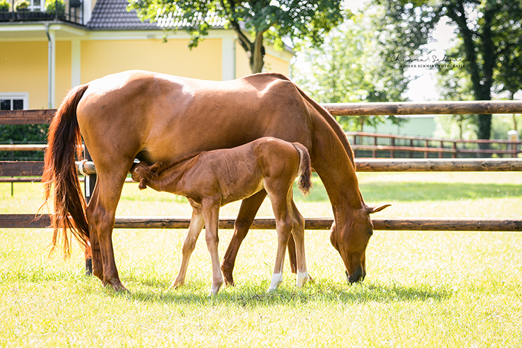 Fohlen trinkt auf der Koppel bei seiner Mutter