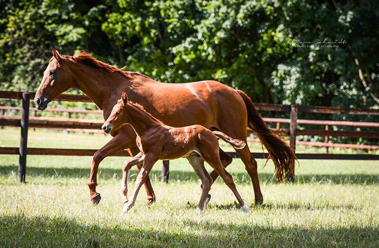 Fohlen und Mutter auf der Koppel