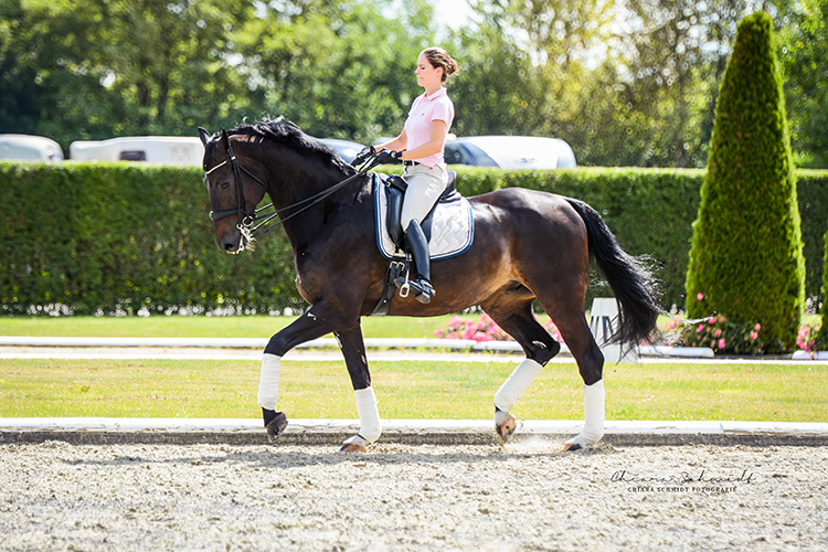 Reiterin und Pferd traben über Reitplatz