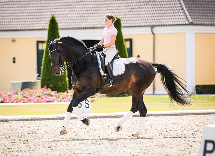 Reiterin und Pferd galoppieren über Reitplatz