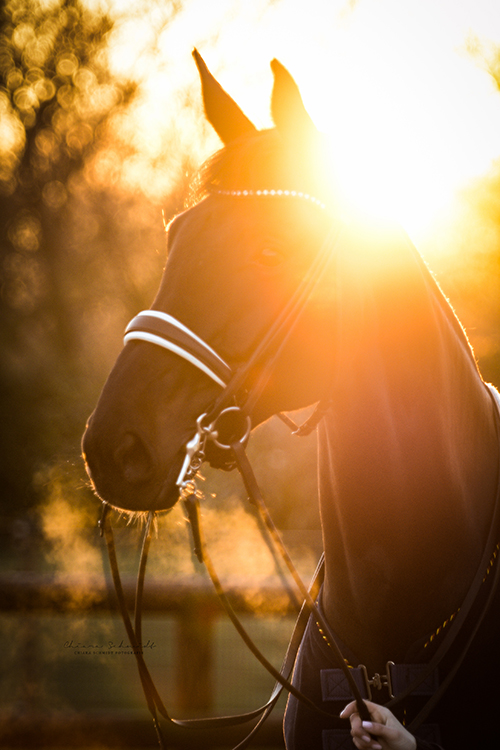 Pferd im Sonnenuntergang