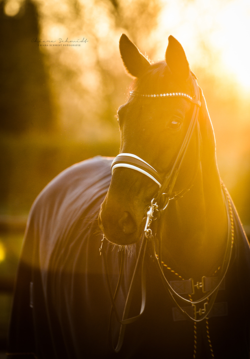Pferd im Sonnenuntergang